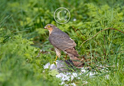Sparrow Hawk on a Wood Pigeon DM1478